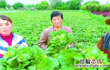 娃娃菜不包心的原因及应对措施 娃娃菜不包心什么原因