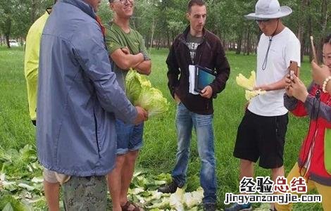 如何提高娃娃菜产量 如何提高娃娃菜产量呢