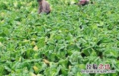 如何提高娃娃菜产量 如何提高娃娃菜产量呢