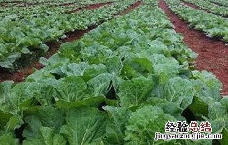 娃娃菜的栽培技术与田间管理 娃娃菜的田间管理技术