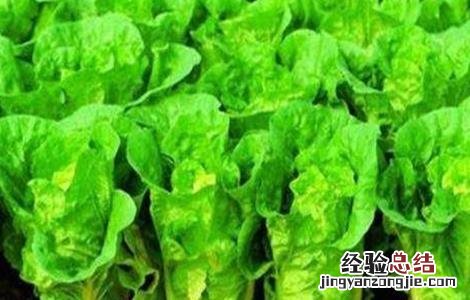 娃娃菜的栽培技术与田间管理 娃娃菜的田间管理技术