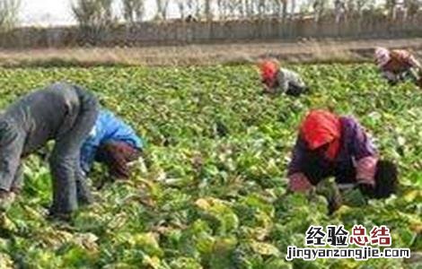 娃娃菜病虫害有哪些类型 娃娃菜病虫害防治技术