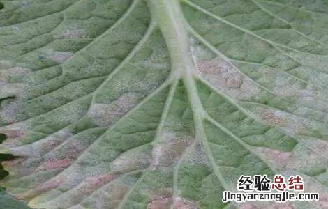 娃娃菜病虫害有哪些类型 娃娃菜病虫害防治技术