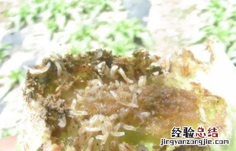 娃娃菜病虫害有哪些类型 娃娃菜病虫害防治技术