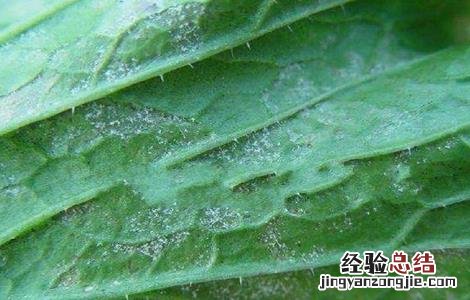 娃娃菜病虫害有哪些类型 娃娃菜病虫害防治技术