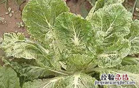 娃娃菜病虫害有哪些类型 娃娃菜病虫害防治技术