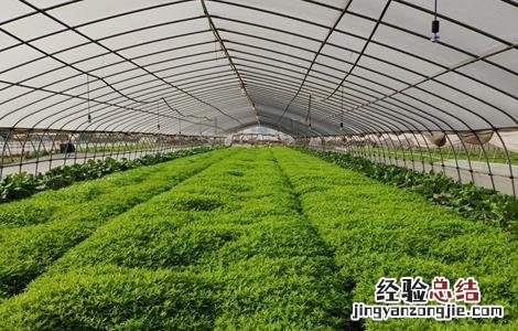 青蒿种植的注意事项 青蒿种植条件