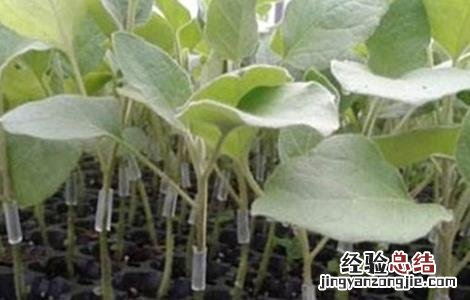 茄子如何育苗视频 茄子如何育苗