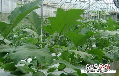 茄子如何育苗视频 茄子如何育苗