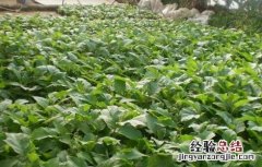 茄子如何育苗视频 茄子如何育苗