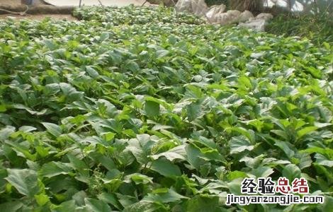 茄子如何育苗视频 茄子如何育苗