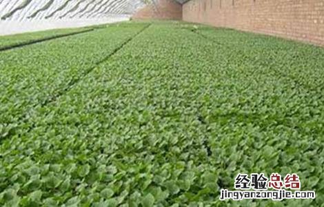茄子如何育苗视频 茄子如何育苗