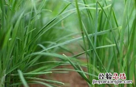 春季韭菜如何管理 开春韭菜的管理方法