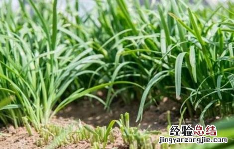 春季韭菜如何管理 开春韭菜的管理方法