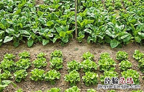 春菜的种植时间和方法视频 春菜的种植时间和方法