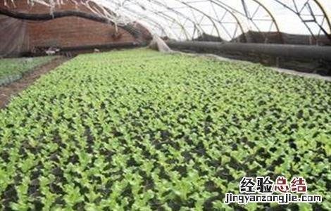 春菜的种植时间和方法视频 春菜的种植时间和方法