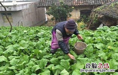 春菜的种植时间和方法视频 春菜的种植时间和方法