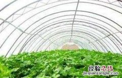 春菜的种植时间和方法视频 春菜的种植时间和方法