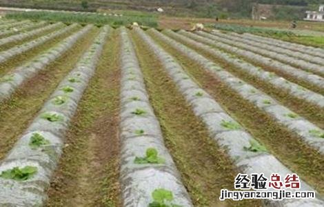 春菜的种植时间和方法视频 春菜的种植时间和方法