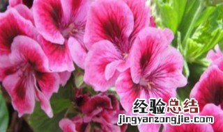 蝴蝶梅怎样修剪开花 蝴蝶梅为什么光长叶子不开花