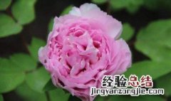 谷雨节气开什么花 谷雨一般开什么花