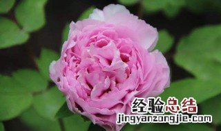 谷雨节气开什么花 谷雨一般开什么花