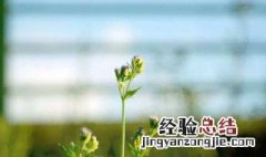 处暑节气的由来和故事 处暑节气的由来