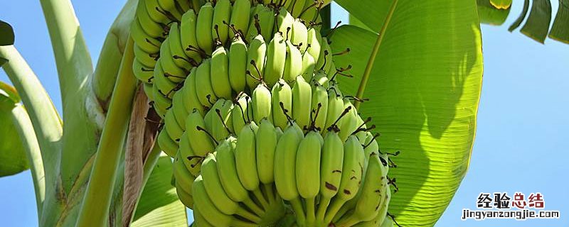 香蕉熟透了还能吃吗 香蕉里面熟透了还能吃吗