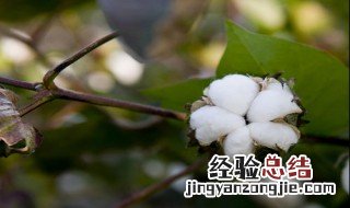中国什么时候开始种棉花棉花什么时候种合适 中国什么时候开始种棉花的