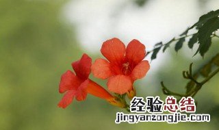 非洲凌霄花的花语 凌霄花的花语