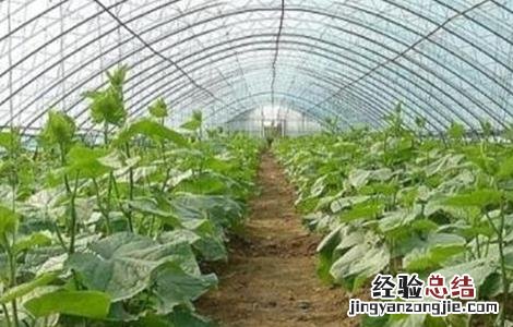 冬季黄瓜种植技术 黄瓜种植技术