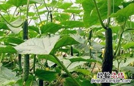 冬季黄瓜种植技术 黄瓜种植技术