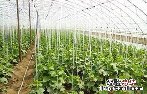 冬季黄瓜种植技术 黄瓜种植技术