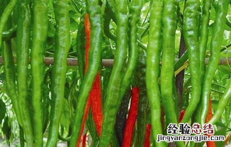 辣椒的种植技术 工业辣椒的种植技术