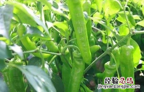 辣椒的种植技术 工业辣椒的种植技术
