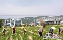 辣椒的種植技術 工业辣椒的種植技術