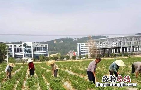 辣椒的种植技术 工业辣椒的种植技术