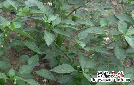 辣椒的种植技术 工业辣椒的种植技术
