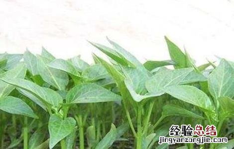 辣椒的种植技术 工业辣椒的种植技术