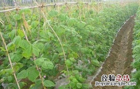 豇豆的種植技術 豇豆的種植技術与管理