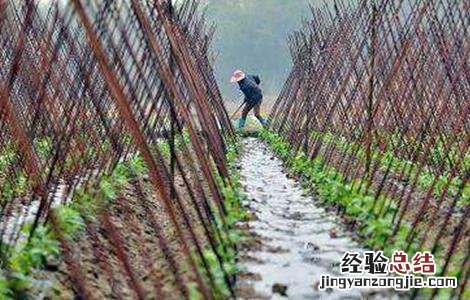 豇豆的種植技術 豇豆的種植技術与管理