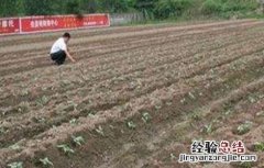 豇豆的種植技術 豇豆的種植技術与管理