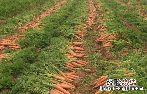 胡萝卜的种植技术