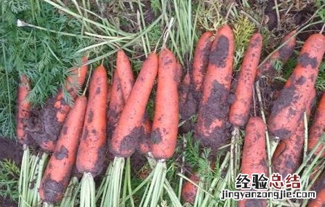 胡萝卜的种植技术