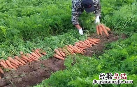 胡萝卜的种植技术