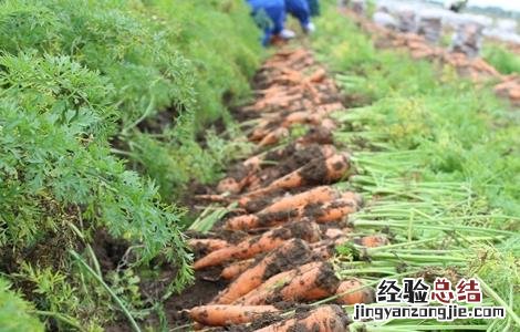 胡萝卜的种植技术