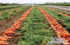胡萝卜的种植技术