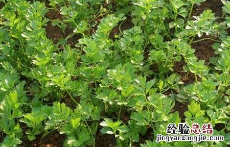 香菜的种植技术 香菜的种植技术和种植时间