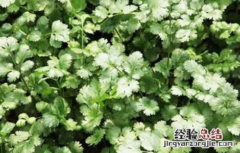 香菜的种植技术 香菜的种植技术和种植时间