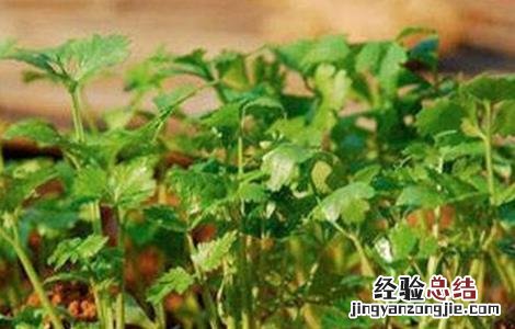 香菜的种植技术 香菜的种植技术和种植时间